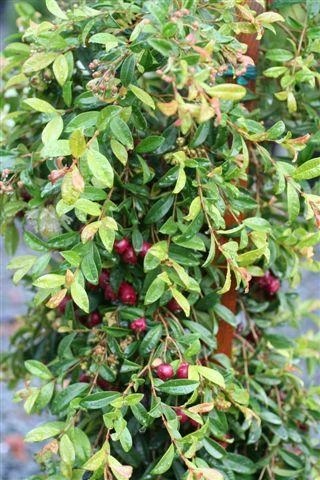 Australian Brush Cherry