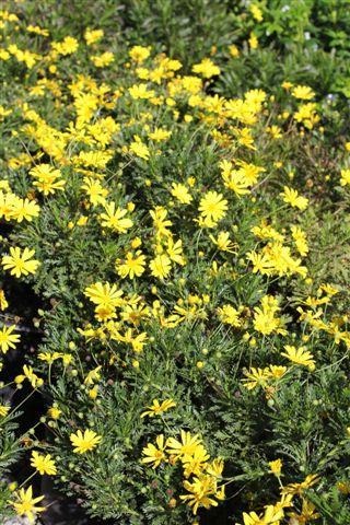 Green Leaved Bush Daisy