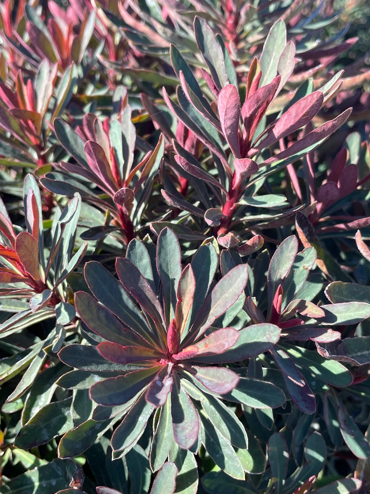 Miner's Merlot Spurge