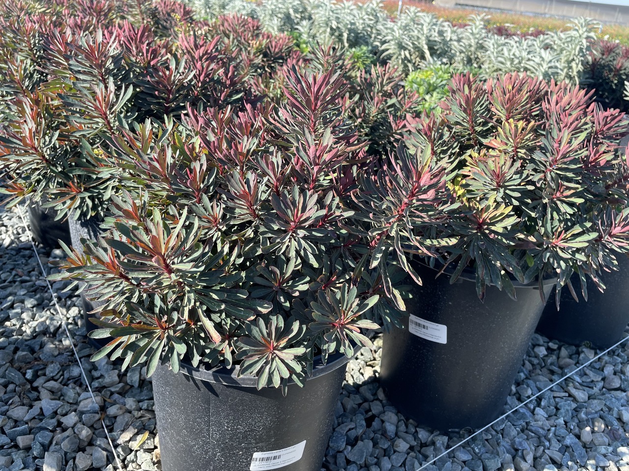 Miner's Merlot Spurge