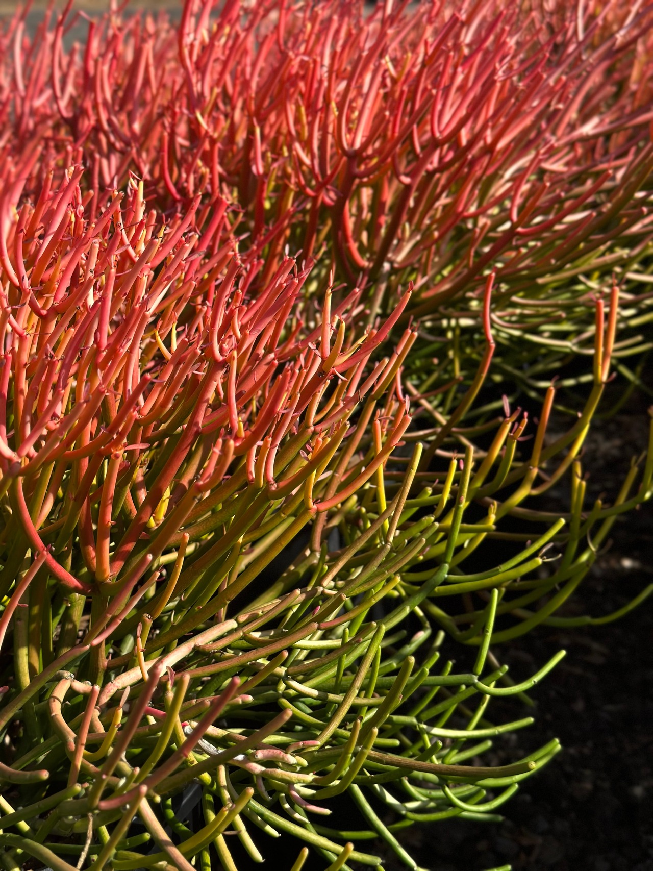 Sticks on Fire Milkbush, Red Pencil Tree