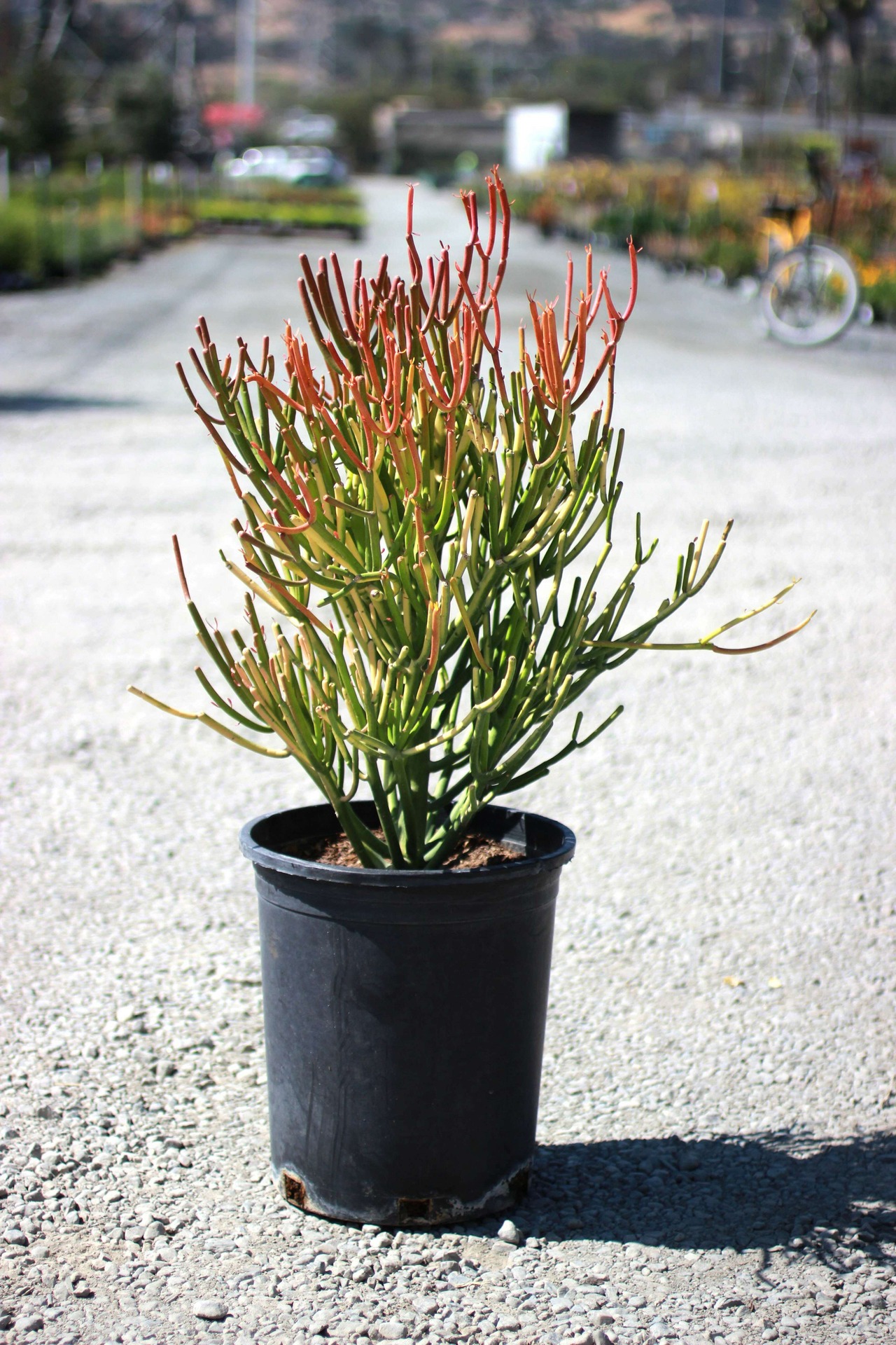Sticks on Fire Milkbush, Red Pencil Tree