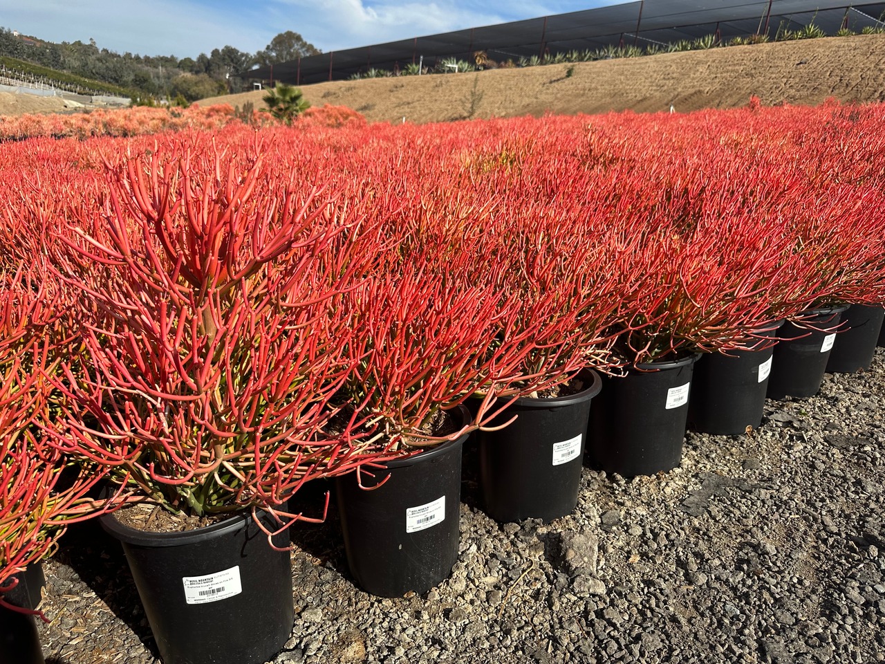 Sticks on Fire Milkbush, Red Pencil Tree