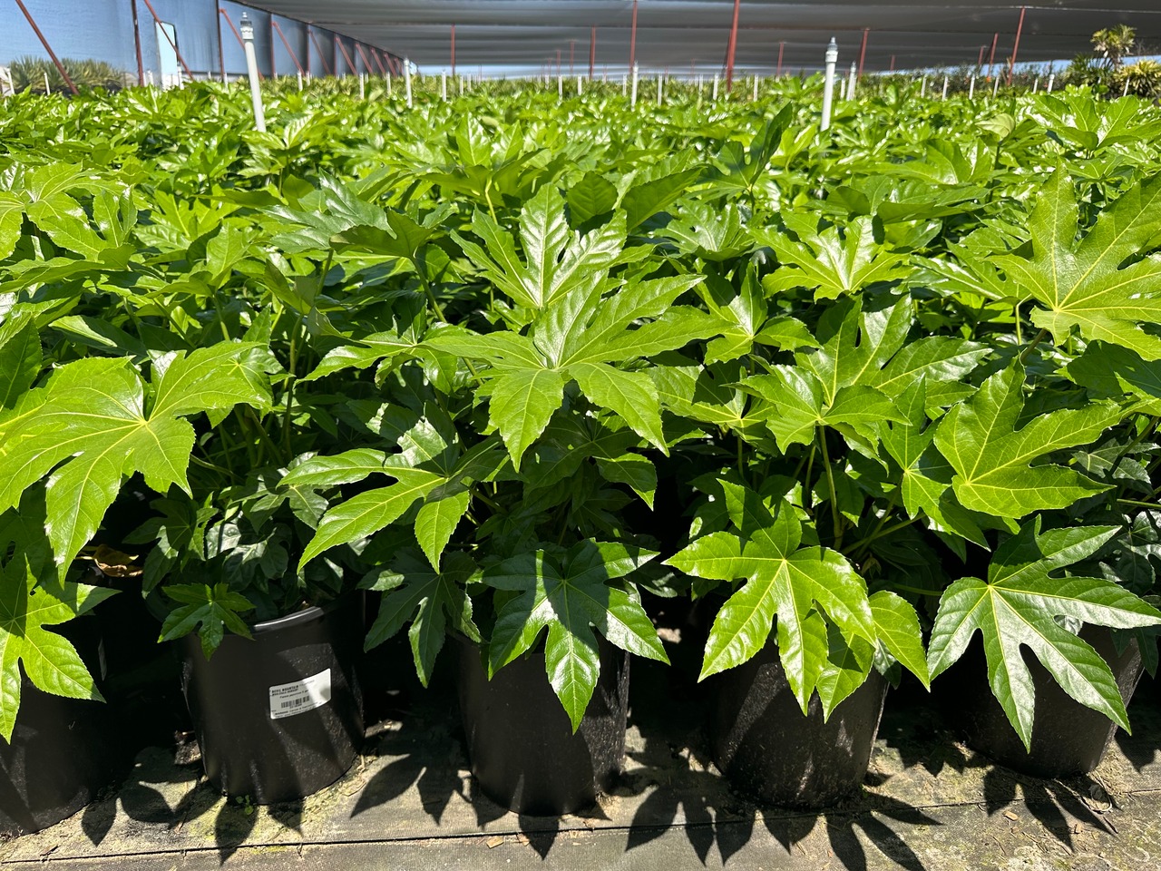 Japanese Aralia