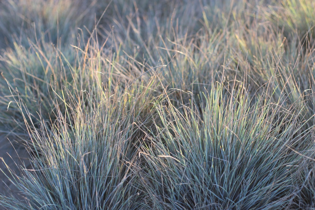 Beyond Blue Common Blue Fescue