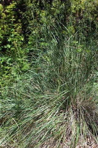 California Fescue