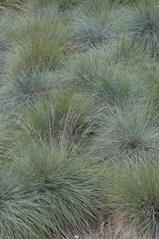 Elijah Blue Common Blue Fescue