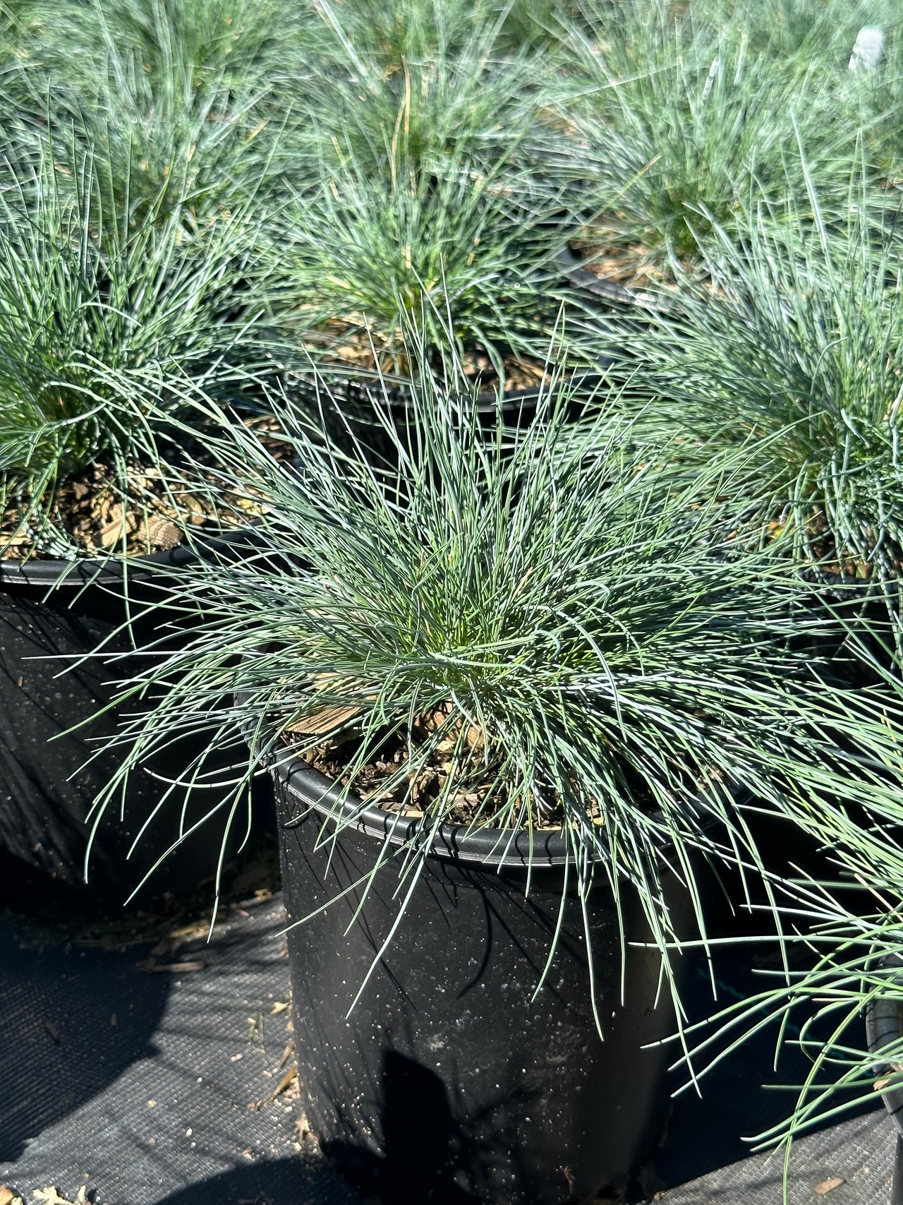 Elijah Blue Common Blue Fescue