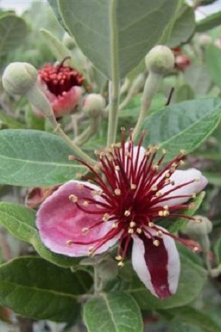 Pineapple Guava