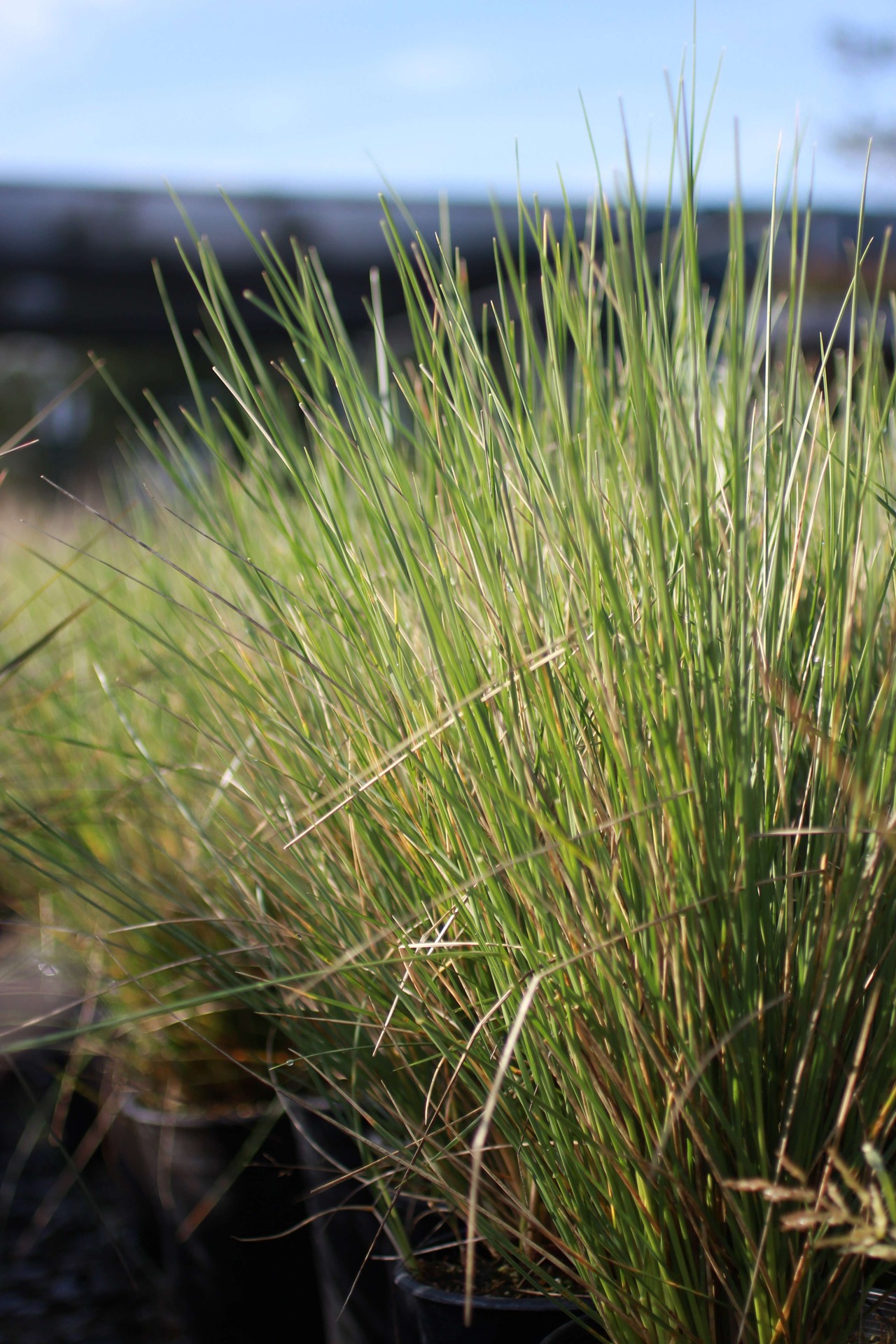 Atlas Fescue, Maire's Fescue