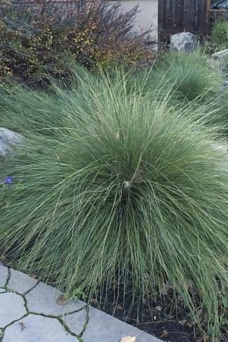 Atlas Fescue, Maire's Fescue