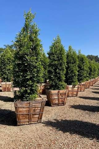 Indian Laurel Fig, Chinese Banyan