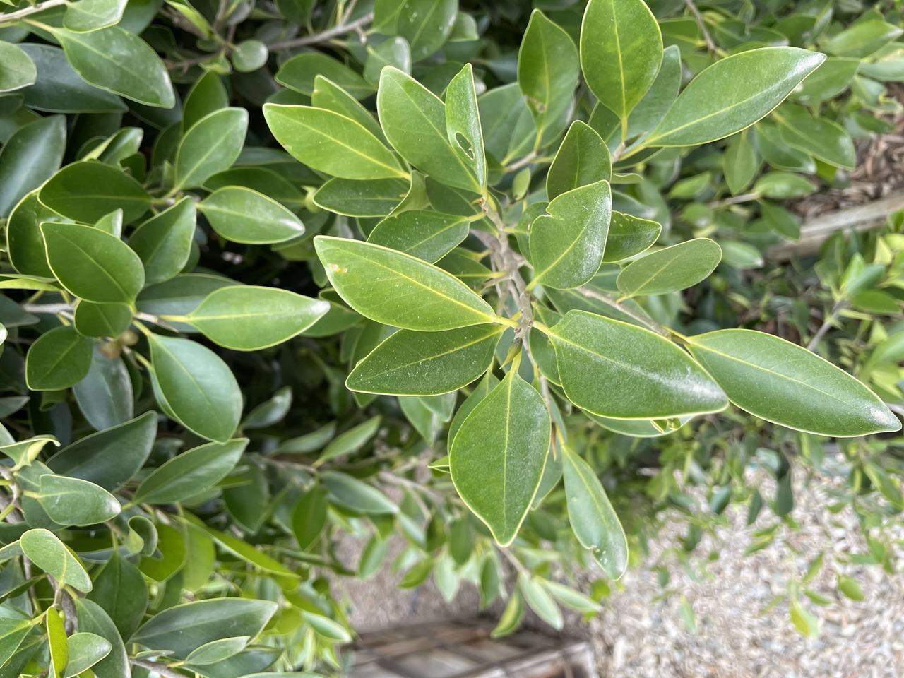 Indian Laurel Fig, Chinese Banyan