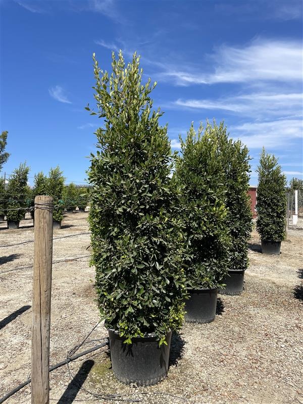 Indian Laurel Fig, Chinese Banyan