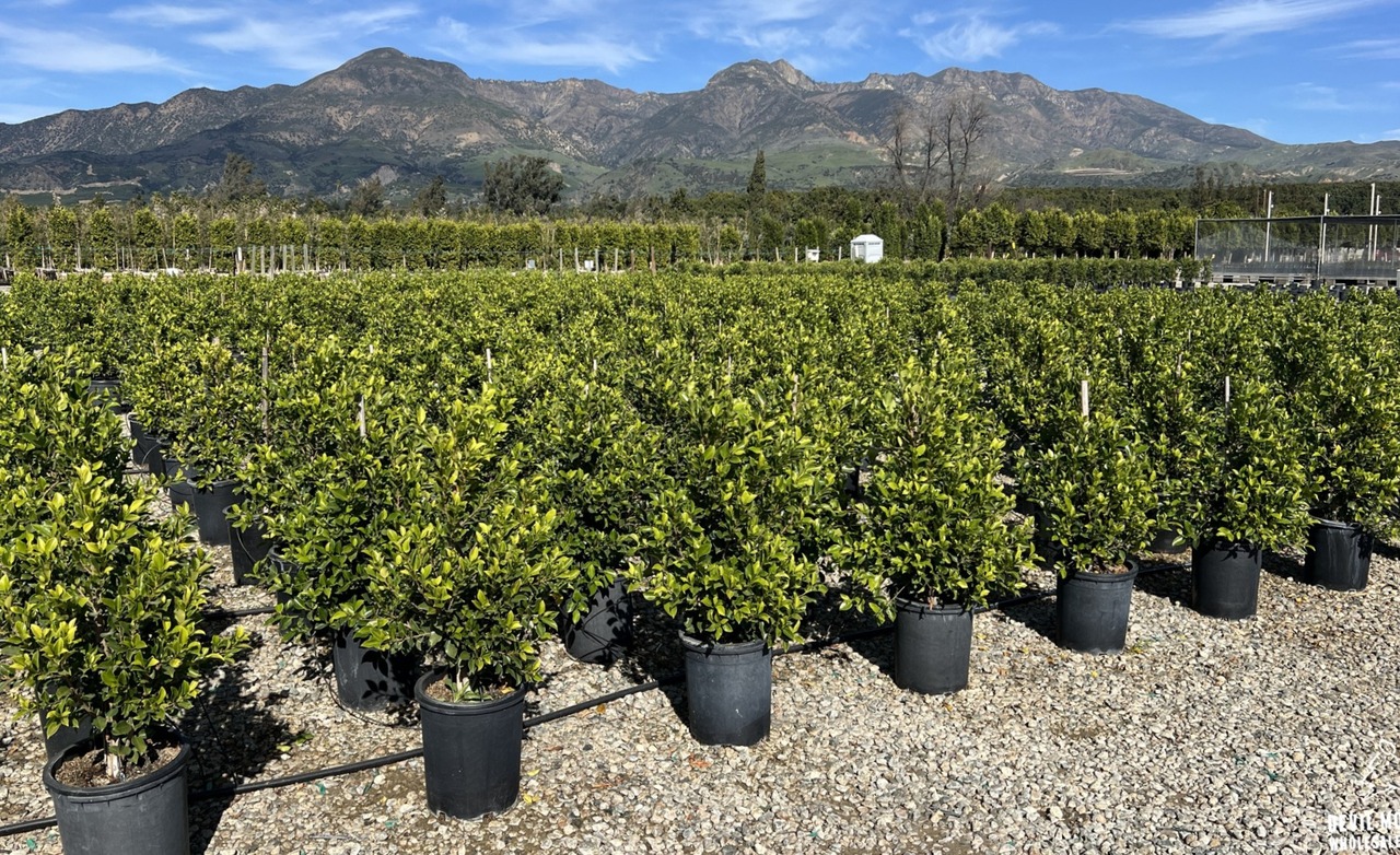 Green Gem Indian Laurel Fig