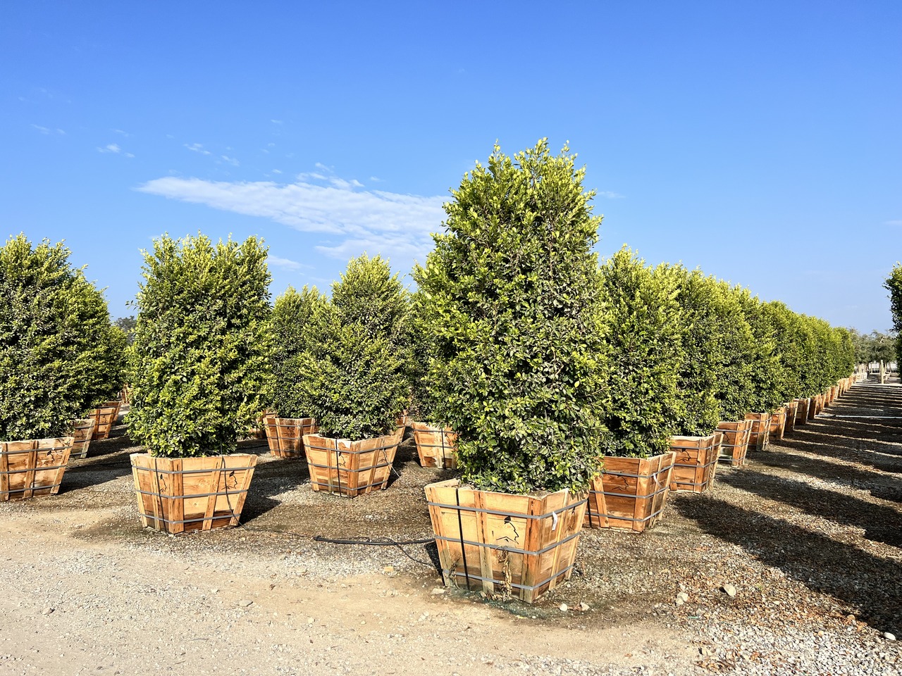 Green Gem Indian Laurel Fig