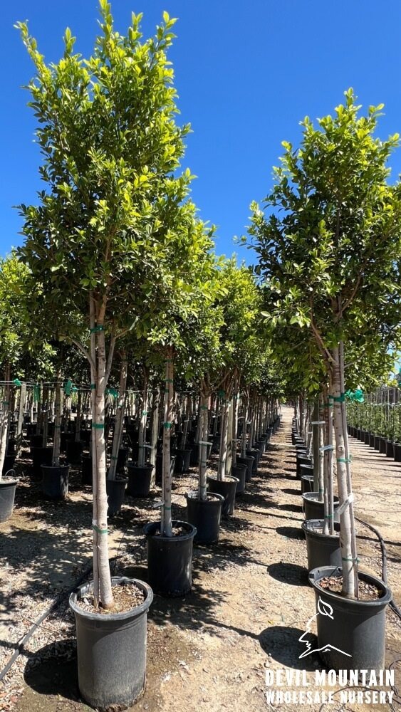 Green Gem Indian Laurel Fig