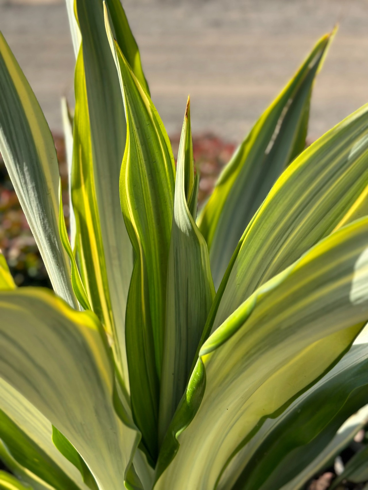Variegated Mauritius Hemp