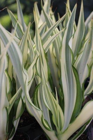 Variegated Mauritius Hemp