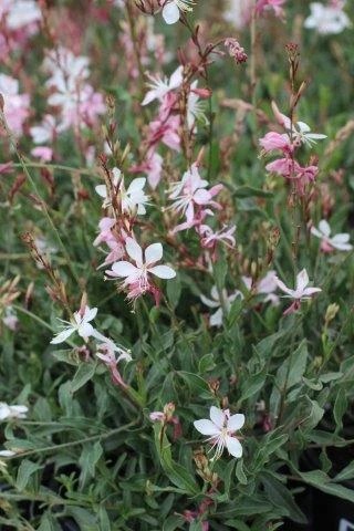 Whirling Butterflies White Beeblossom