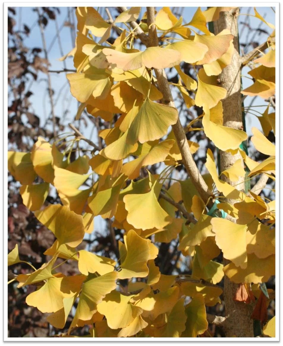 Autumn Gold Maidenhair Tree