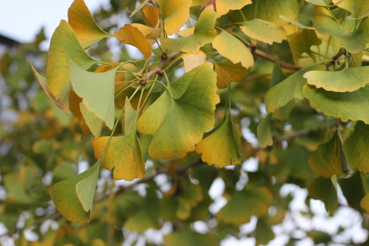 Autumn Gold Maidenhair Tree