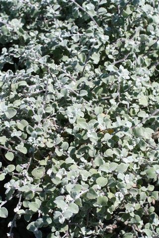 Licorice Plant