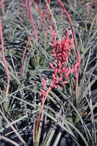 Red Yucca