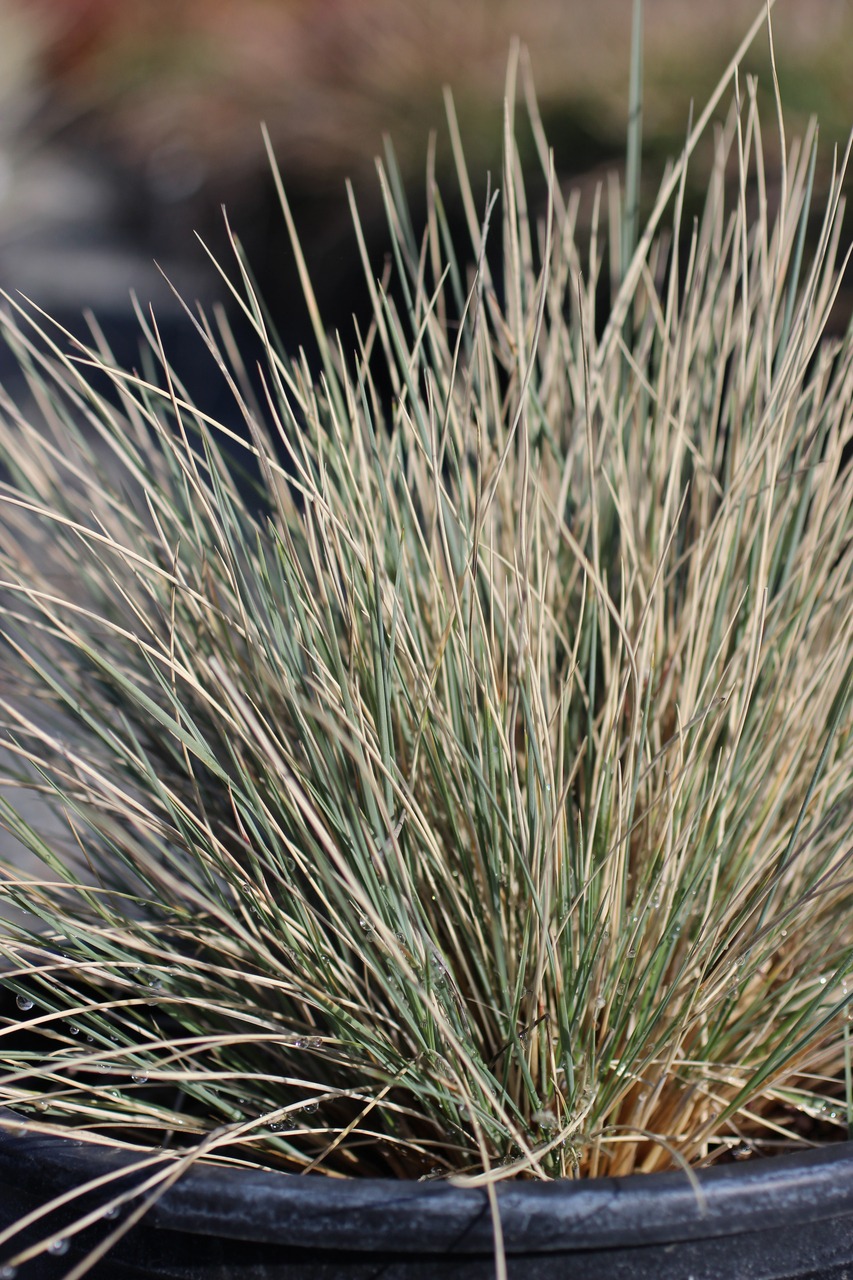 Blue Oat Grass