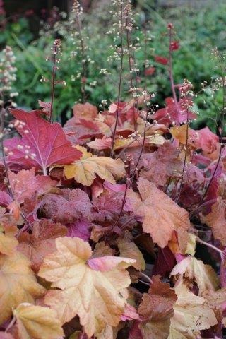 Southern Comfort Coral Bells