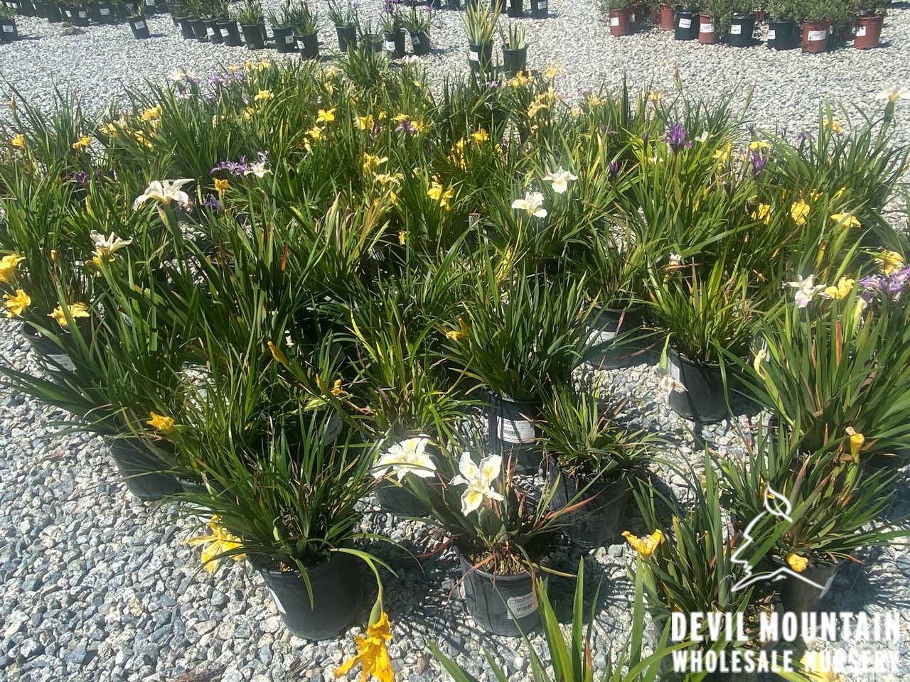 Pacific Coast Hybrid Iris