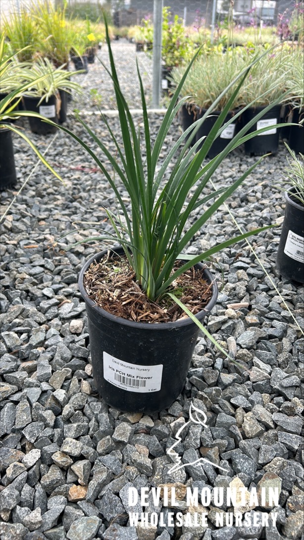 Pacific Coast Hybrid Iris