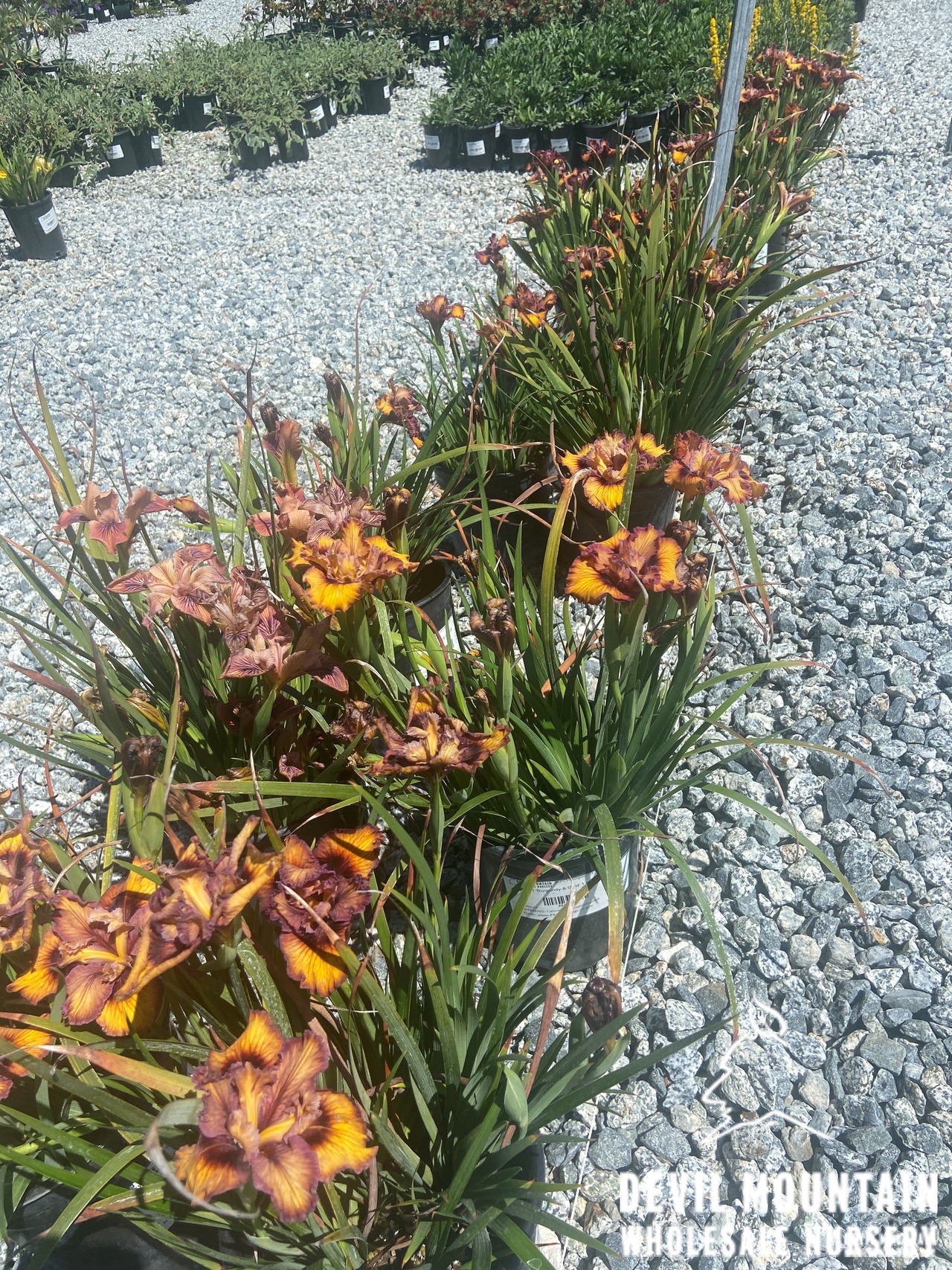 Pacific Coast Hybrid Iris