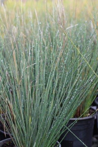 Elk Blue California Gray Rush, Wiregrass