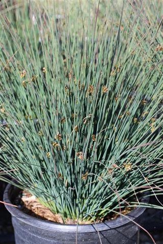 California Gray Rush, Common Rush