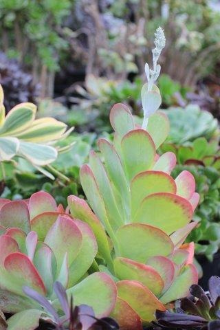Flapjacks, Paddle Plant