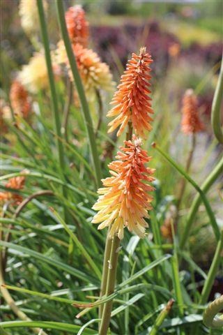 Red-Hot Poker, Torch Lily