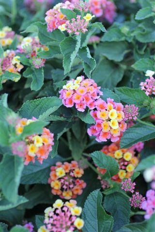 Confetti Spreading Lantana