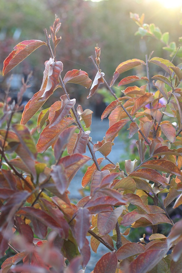 Natchez Crape Myrtle