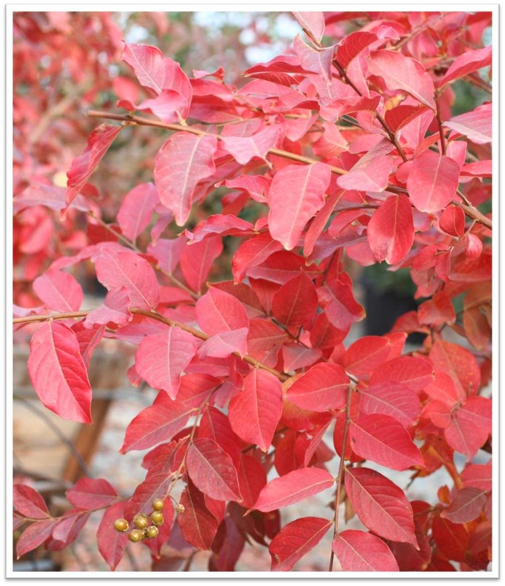 Natchez Crape Myrtle