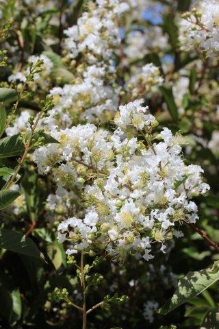 Natchez Crape Myrtle