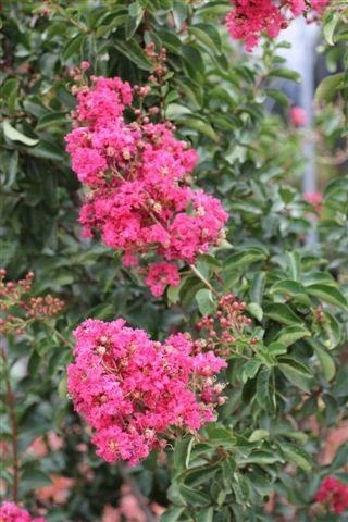 Tuscarora Crape Myrtle