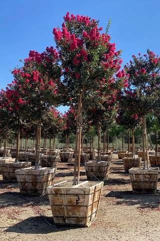 Tuscarora Crape Myrtle
