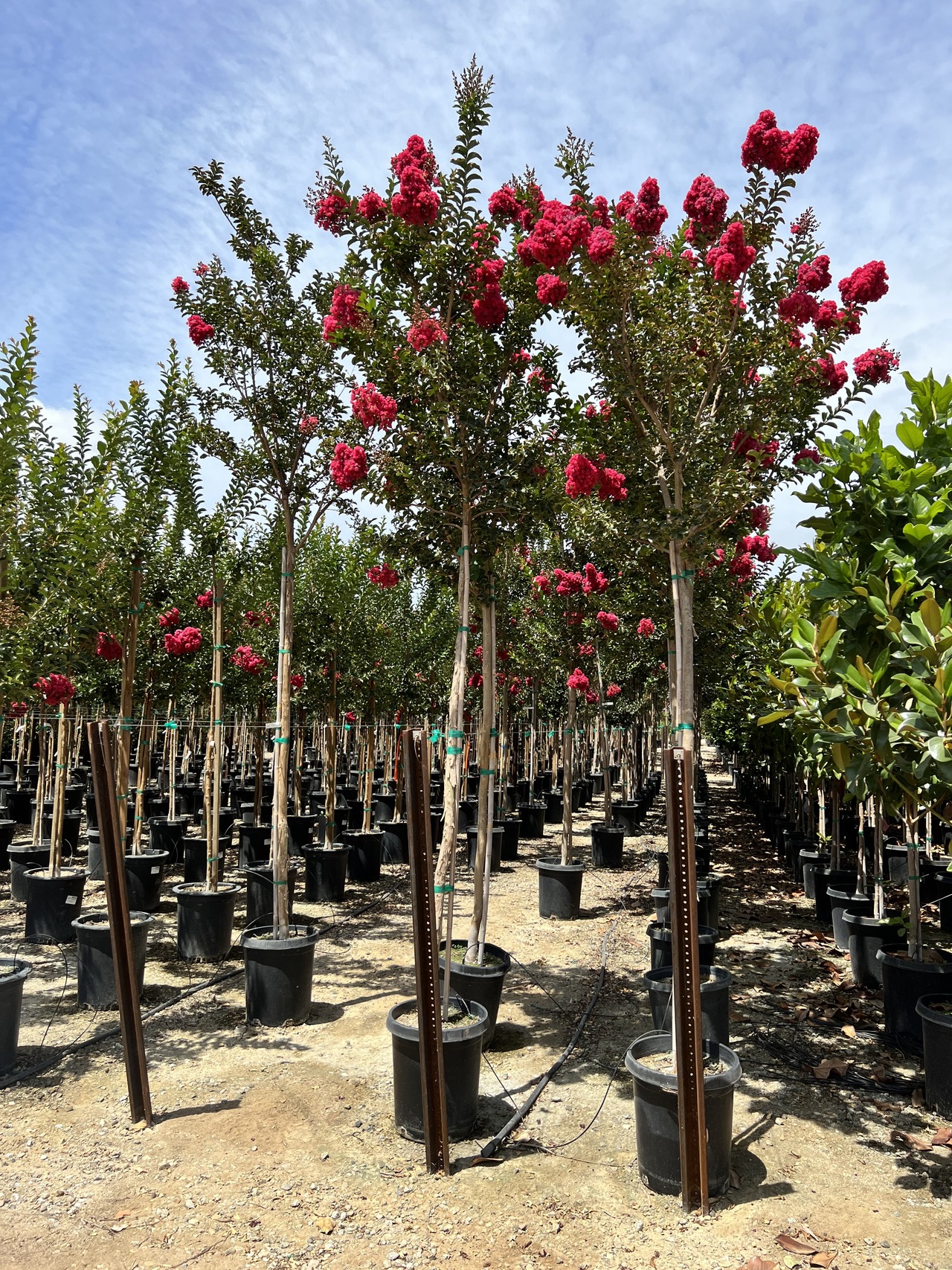 Tuscarora Crape Myrtle