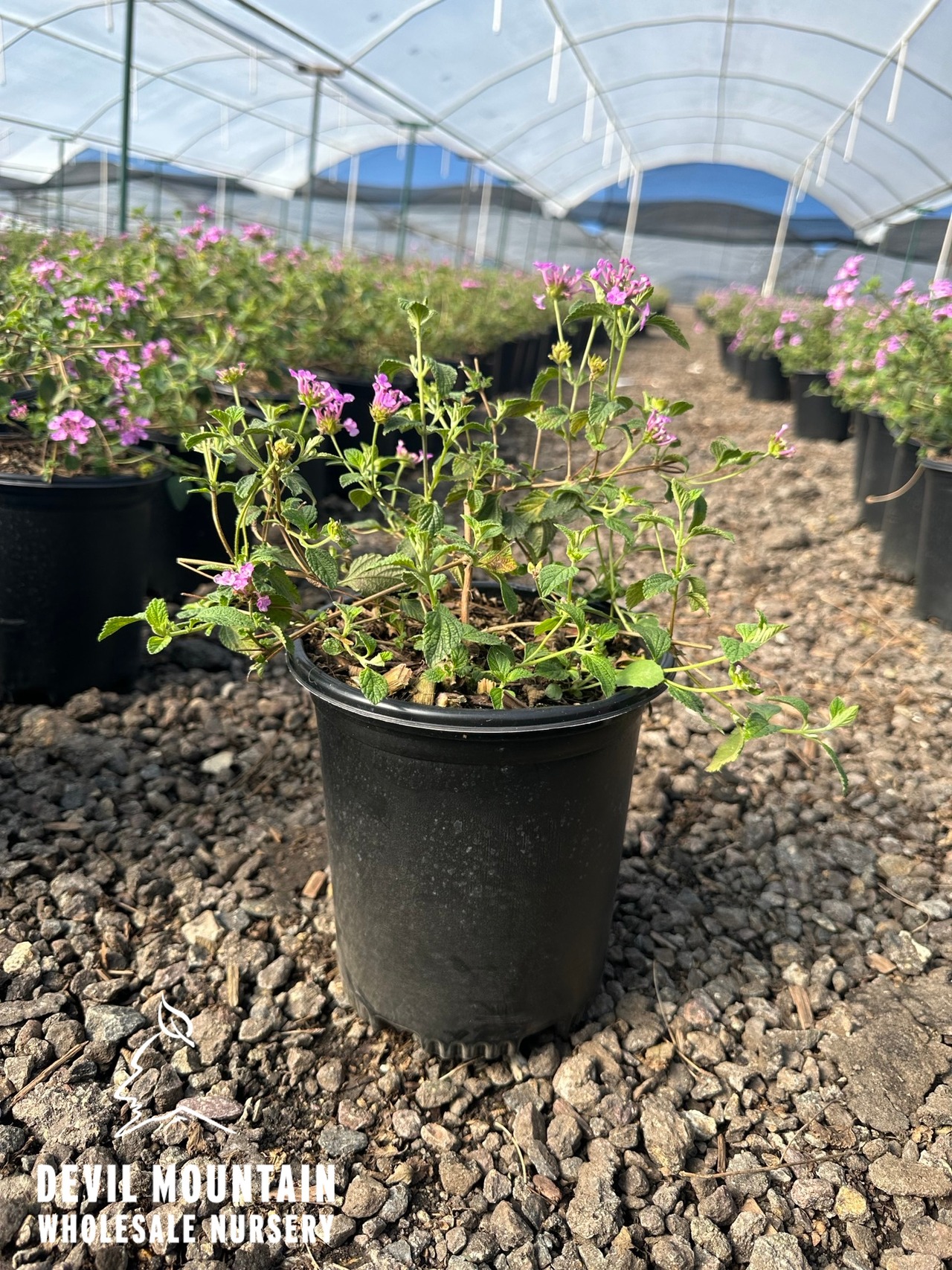Purple Trailing Lantana