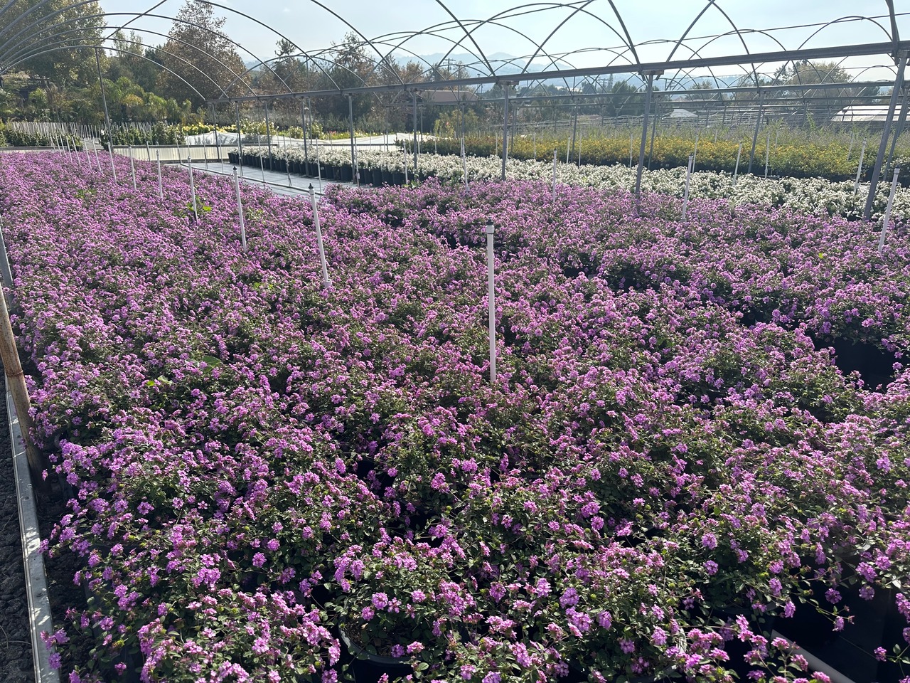 Purple Trailing Lantana