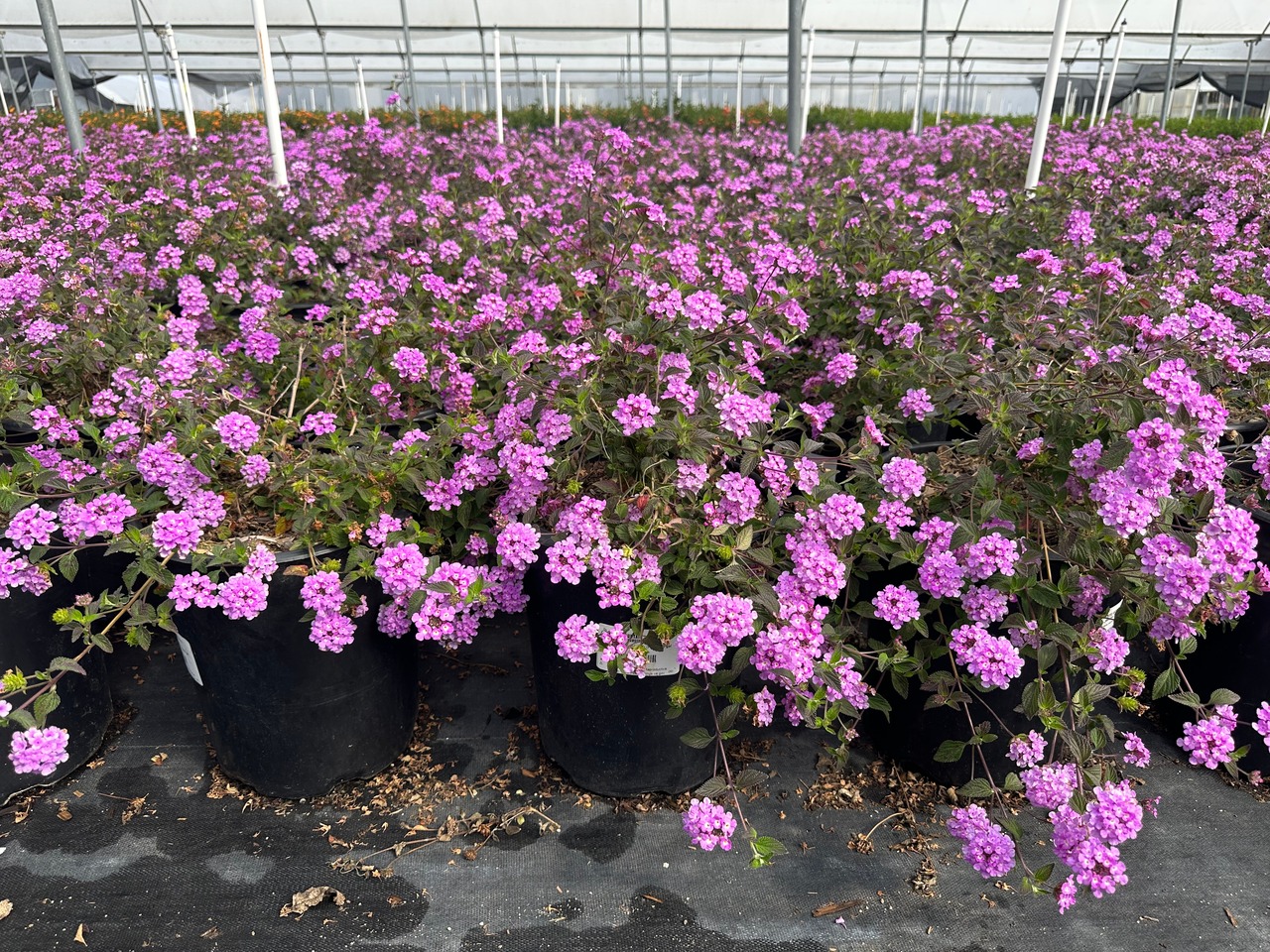 Purple Trailing Lantana