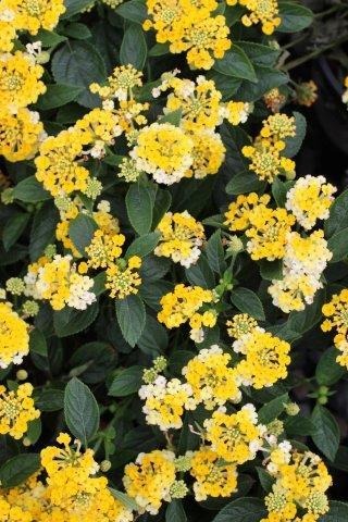 Bandana Bush Lantana