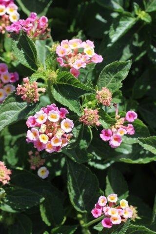 Bandana Bush Lantana