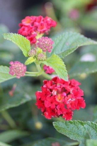 Bandana Bush Lantana